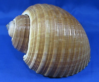 Tonna zonata