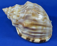 Semicassis royana