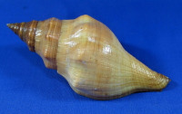 Pleuroploca lyonsi