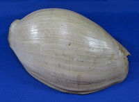 Cymbium senegalense