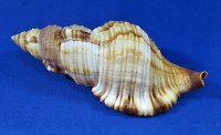 Monoplex pilearis