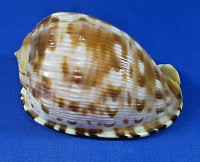 Cypraecassis testiculus