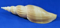 Fulgoraria kaneko