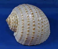 Tonna dolium