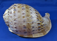 Cassis tesselata