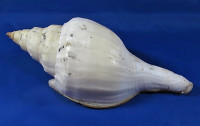Turbinella fusus
