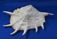 Lambis truncata