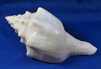 Turbinella angulata