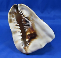 Cassis tuberosa