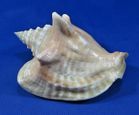 Strombus costatus