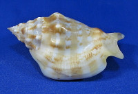 Strombus kleckhamae boholensis