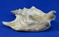 Strombus vomer