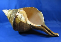 Syrinx aruanus