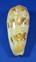 Conus dusaveli