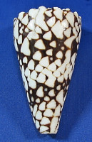 Conus marmoreus bandanus