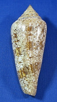 Conus gloriamaris