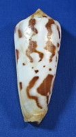 Conus gubernator