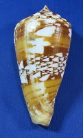 Conus amadis castaneofasciatus
