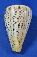 Conus suratensis