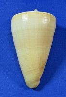 Conus quercinus
