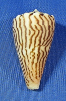 Conus princeps