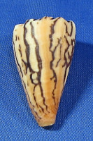 Conus princeps