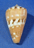 Conus vittatus