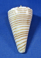 Conus hirasei