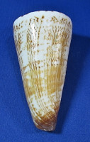 Conus thalasiarchus