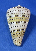 Conus genuanus