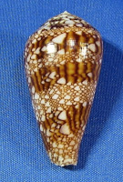 Conus dalli