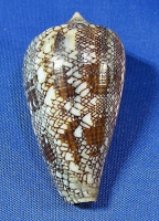 Conus abbas
