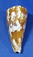 Conus kinoshintai