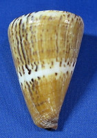 Conus vexillum