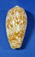 Conus bullatus