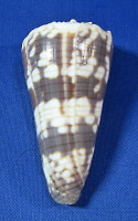 Conus zonatus