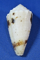 Conus varius