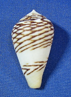 Conus mercator
