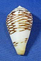 Conus mercator
