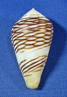 Conus mercator