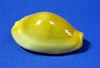 Monetaria moneta icterina