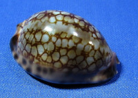 Mauritia maculifera martybealsi