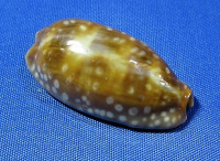 Macrocypraea cervinetta