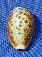 Naria helvola