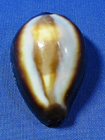 Erronea onyx