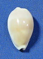 Palmadusta clandestina candida