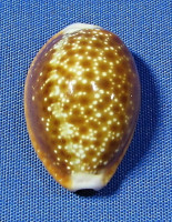 Naria helvola