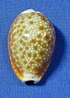 Naria helvola
