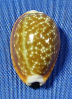 Naria helvola
