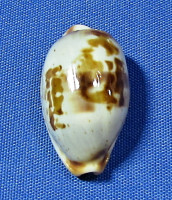 Bistolida erythraensis
